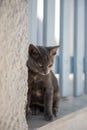 Cute kitten yawning outdoors, next to a blue wooden fence Royalty Free Stock Photo