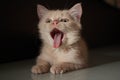 Cute kitten are yawning Royalty Free Stock Photo