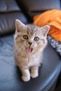 Cute kitten yawns