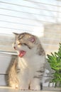 Cute kitten yawns while sitting on a window.