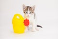 Cute kitten with a yellow watering can. Agricultural assistant. watering the garden Royalty Free Stock Photo