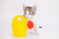 Cute kitten with a yellow watering can. Agricultural assistant. watering the garden Royalty Free Stock Photo