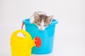 Cute kitten with a yellow watering can and a blue bucket of water Royalty Free Stock Photo