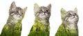Cute kittens with double exposition witn spring nature