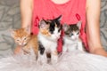 Cute kittens in female hands. Pet owner and her pets, lovely animals. Baby cat relaxing, cozy sleep and nap time with