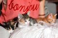 Cute kittens in female hands. Pet owner and her pets, lovely animals. Baby cat relaxing, cozy sleep and nap time with