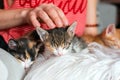 Cute kittens in female hands. Pet owner and her pets, lovely animals. Baby cat relaxing, cozy sleep and nap time with
