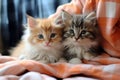 Cute kittens on fluffy plaid home relax. Generate Ai