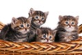 Cute kittens Royalty Free Stock Photo