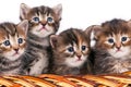 Cute kittens Royalty Free Stock Photo