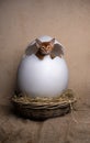 cute kittens inside of easter egg Royalty Free Stock Photo