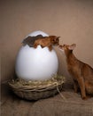 cute kittens inside of easter egg Royalty Free Stock Photo