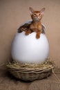 cute kittens inside of easter egg Royalty Free Stock Photo