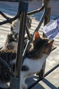 Two playful tabby cat kittens captivated by piece of completed bingo paper Royalty Free Stock Photo