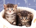 Cute kittens