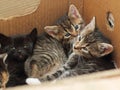 Cute kittens lying together in a cardboard box