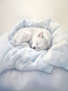 Cute Kittens in a Peaceful Slumber: A Visual Delight of White, B