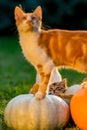 Cute kittens play and sit around pumpkins