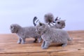 Kittens on a wooden backgrouond