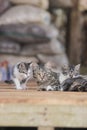 Cute kittens playing with her sibling in front of their mother. Kitten stock photo