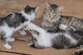Cute kittens playing with her sibling in front of their mother. Kitten stock photo