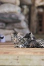 Cute kittens playing with her sibling in front of their mother. Kitten stock photo