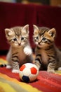 Cute kittens playing with small soccer ball