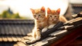 Cute kittens are relaxing on the roof of a Japanese house. Cute cats in the sunlight in Japan. Asian aesthetic style. For greeting