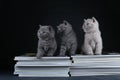 Cute kittens sitting on books, black background, copy space Royalty Free Stock Photo