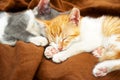 cute kittens sleeping Royalty Free Stock Photo