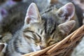 Cute kittens sleeping in a basket Royalty Free Stock Photo