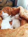 Cute kittens sleeping in bed Royalty Free Stock Photo