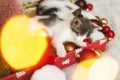 Cute kittens sleeping on santa hat with red and gold ornaments in lights. Cozy winter holidays Royalty Free Stock Photo