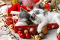 Cute kittens sleeping on santa hat with red and gold ornaments in lights. Cozy winter holidays Royalty Free Stock Photo