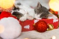 Cute kittens sleeping on santa hat with red and gold ornaments in lights. Cozy winter holidays Royalty Free Stock Photo