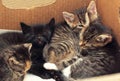 Cute kittens sleeping together in a cardboard box
