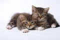 Cute Kittens sleepy on white background Royalty Free Stock Photo