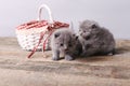 Bunch of kittens near the basket Royalty Free Stock Photo