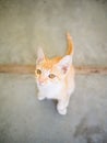 cute kittens staring up