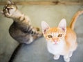 cute kittens staring up