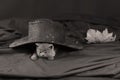 Cute kittens under a black hat