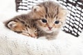 Cute kittens