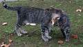 Cute kitties playing on the grass on SÃÂ£o Miguel Island, Azores