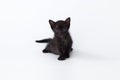 Cute kitty balck cat looking on white background