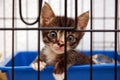 Cute kitty in cage