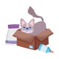 Cute kitty in cardboard box with food pets