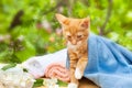 Cute kitty cat Royalty Free Stock Photo