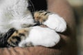 Cute Cat Paws Close Up Royalty Free Stock Photo