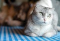 Cute kitty cat relaxing at home. Royalty Free Stock Photo