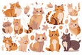 Cute kitty cat vector illustration set with different cat breeds Royalty Free Stock Photo